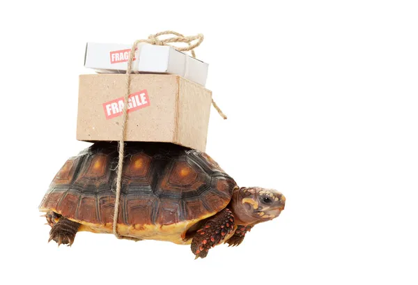 Courrier lent tortue — Photo