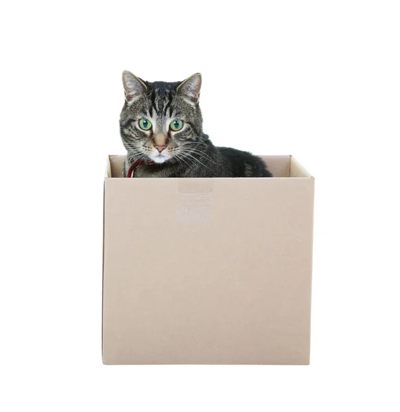 Табби в коробке — стоковое фото