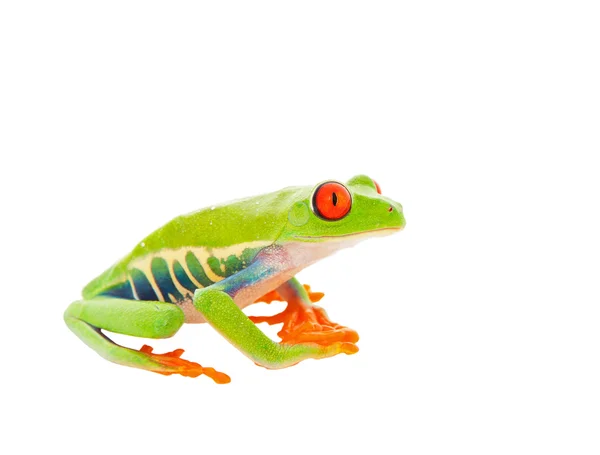 Sitting Frog — Stock Photo, Image