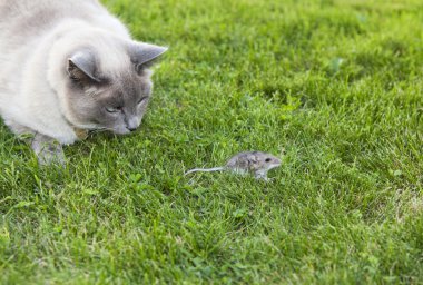 Kedi ve Fare