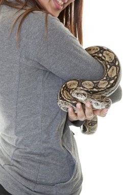 Pet Boa Snake clipart