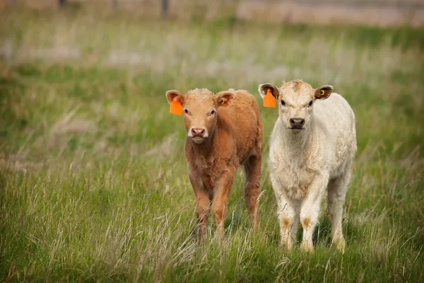 New Calves — Stock Photo, Image