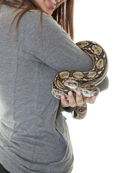 Evde beslenen hayvan boa yılanı — Stok fotoğraf