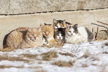 Evsiz kedi