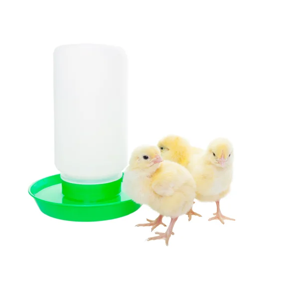 Kycklingar med vattning behållare — Stockfoto