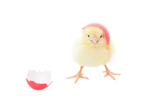 Wielkanoc chick różowy — Zdjęcie stockowe