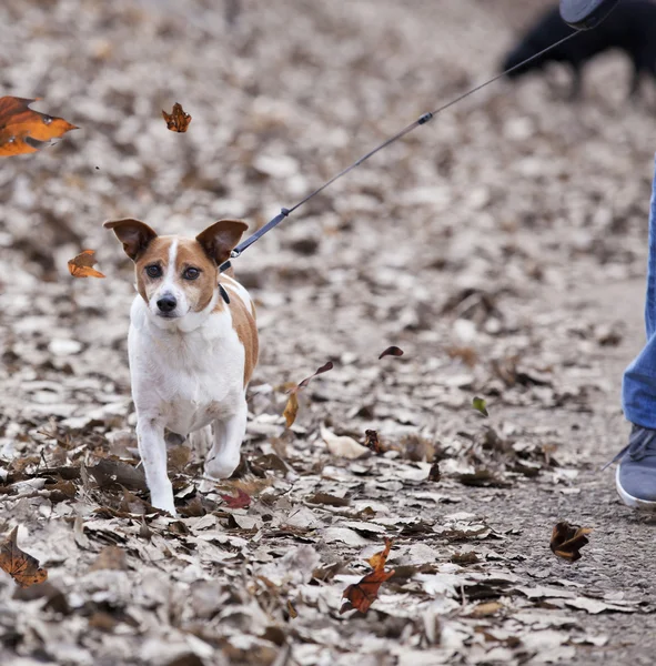 犬の散歩 — ストック写真