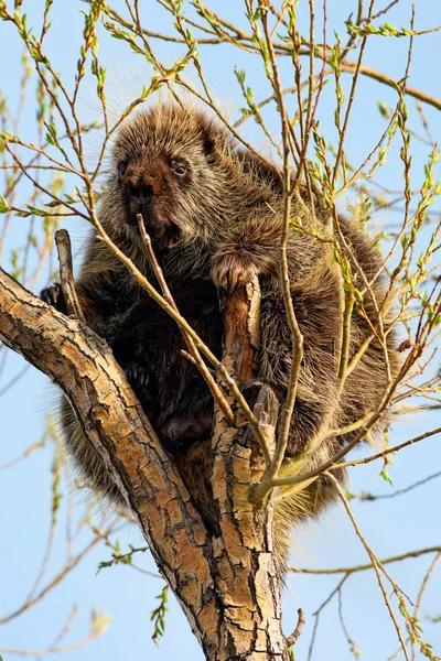 Porcupine in Tree — Stock Photo, Image