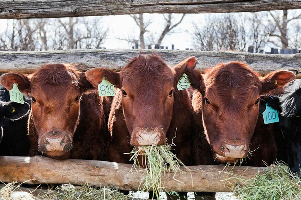 Trzy krowy, jedzenie — Zdjęcie stockowe