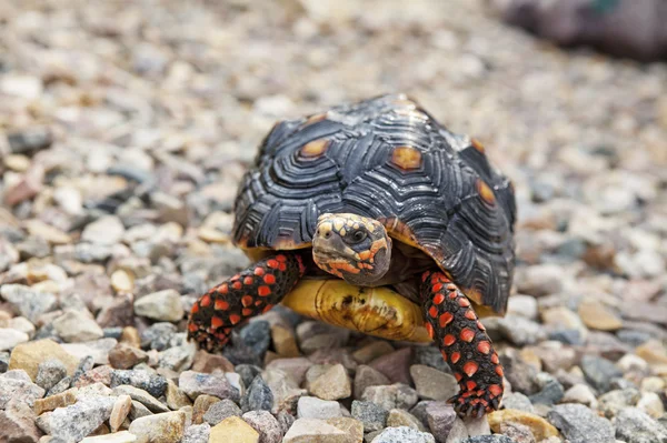 Sköldpadda utanför — Stockfoto