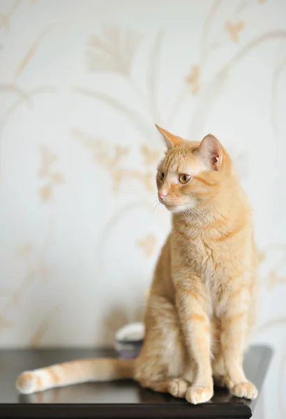 Ginger cat mirando hacia otro lado mientras está sentado en casa —  Fotos de Stock