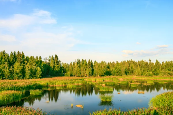 Un petit lac rural et une forêt verte — Photo