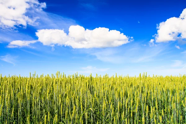 Groene tarweveld en blauwe bewolkte hemel. zomerdag — Stockfoto