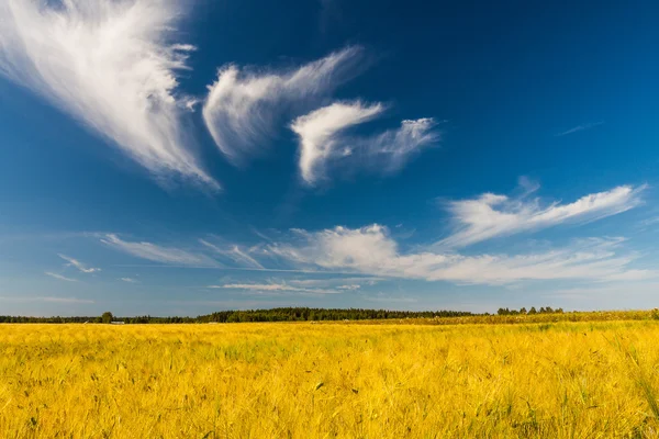 Höstlandskap. Gult fält och blå himmel — Stockfoto