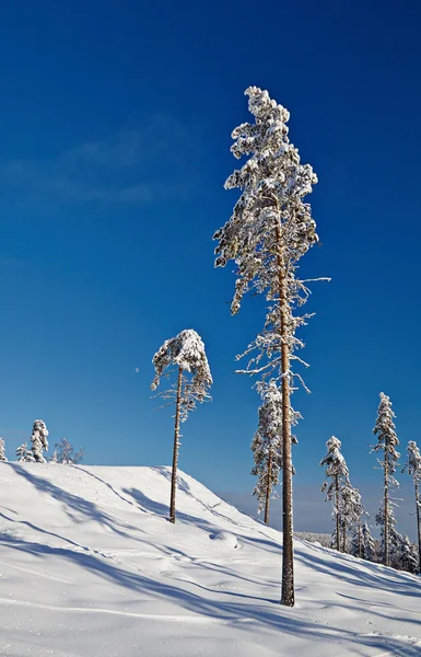 冬天平静风景与美丽小山的斜坡上的树木 — 图库照片