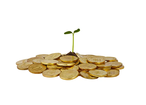 A bunch of coins with a small plant stalk coming out of it — Stock Photo, Image