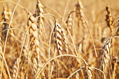 buğday. seçici odak