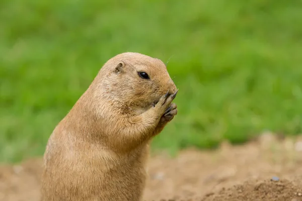 Cão da pradaria — Fotografia de Stock