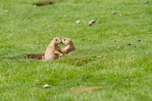 Prairiehond — Stockfoto