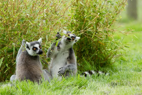 Lemur de cola de anillo —  Fotos de Stock