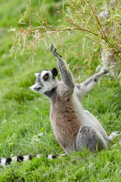 Anello Lemur coda — Foto Stock