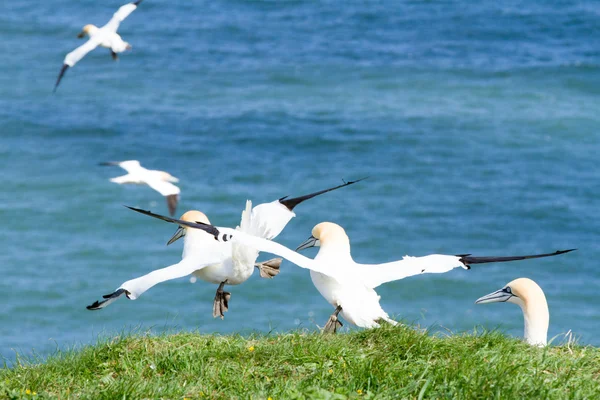 Aves marinhas voadoras — Fotografia de Stock