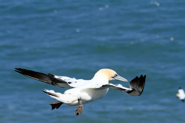 Flygande sjöfågel — Stockfoto