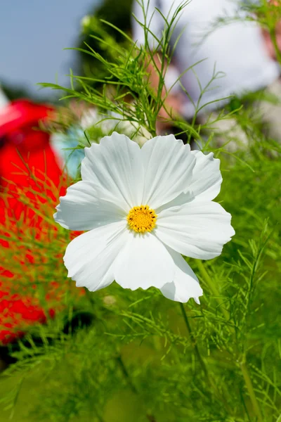 Hvid blomst - Stock-foto