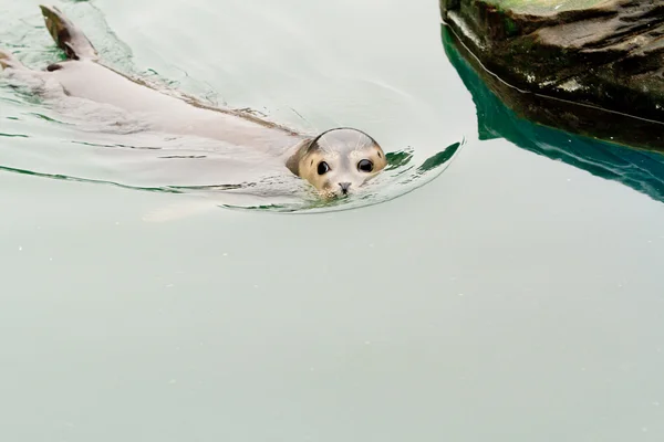 Filhote de foca — Fotografia de Stock