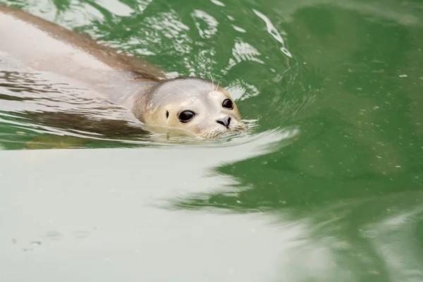 Filhote de foca — Fotografia de Stock