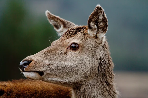 Fallow deer — Stock Photo, Image