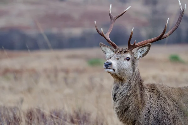 Reindeer — Stock Photo, Image