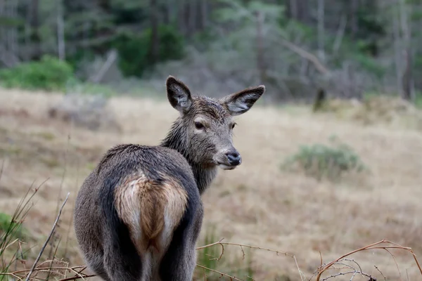 Fallow deer — Stock Photo, Image