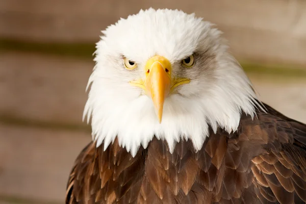 Aquila calva — Foto Stock