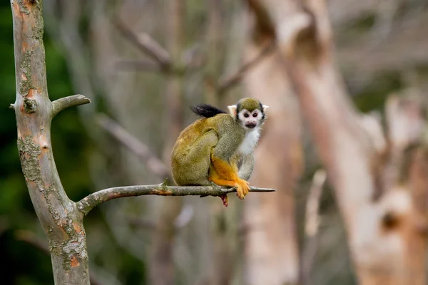 Mono ardilla — Foto de Stock