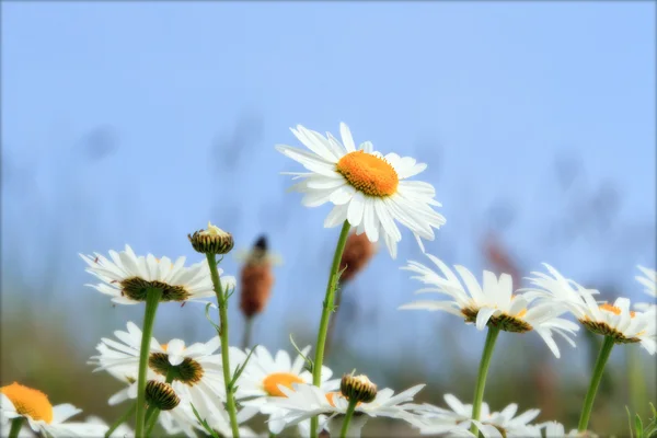 Fiori primaverili — Foto Stock