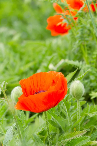 Rote Blume — Stockfoto