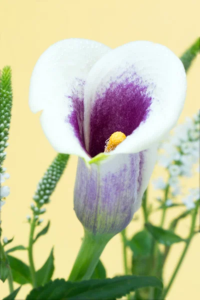 Flor de lírio Calla — Fotografia de Stock