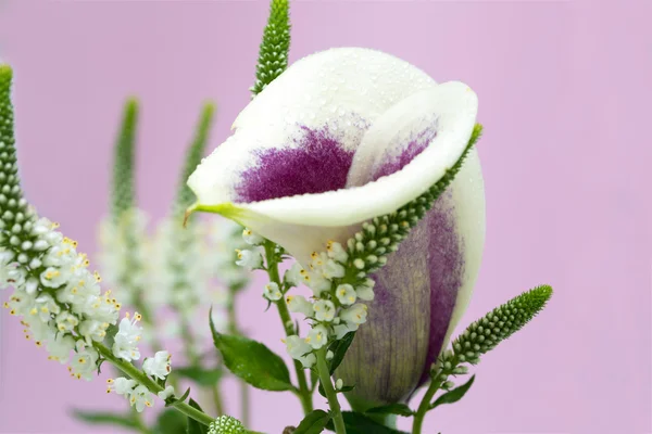 Fiore di Calla giglio — Foto Stock