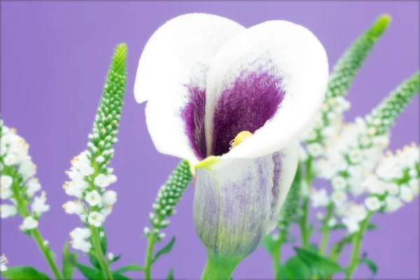ดอกลิลลี่ calla — ภาพถ่ายสต็อก