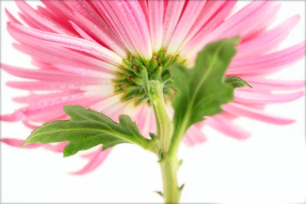 Pembe çiçek — Stok fotoğraf