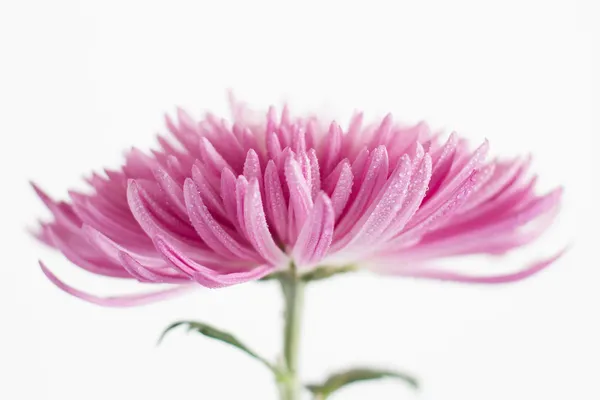 Rosa Blume — Stockfoto