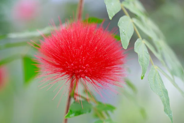 Calliandra Powder-Puff Flower — Stock Photo, Image