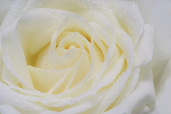 Hvid rose - Stock-foto