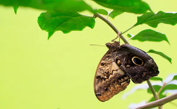 Borboleta — Fotografia de Stock