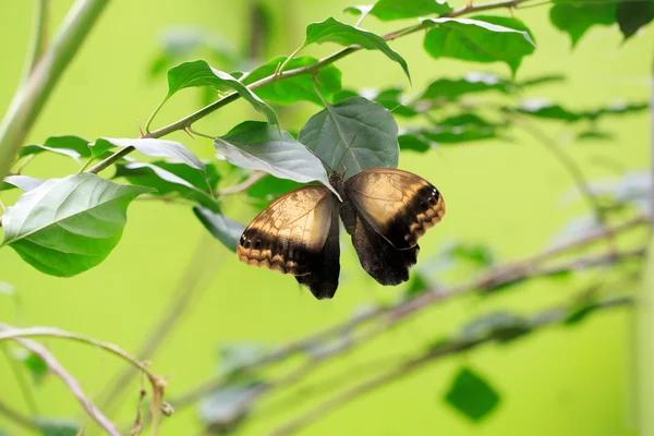 Borboleta — Fotografia de Stock