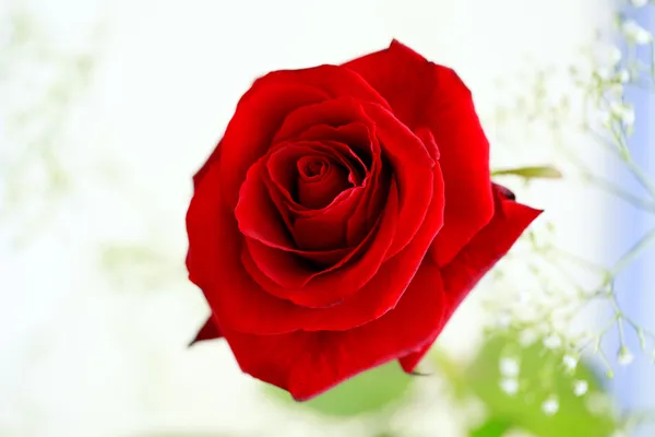Einzelne rote Rose — Stockfoto