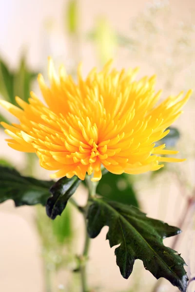 Yellow Flower — Stock Photo, Image