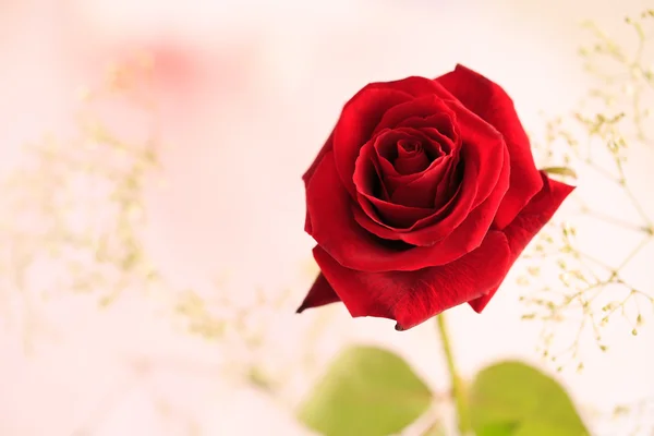 Single red rose — Stock Photo, Image