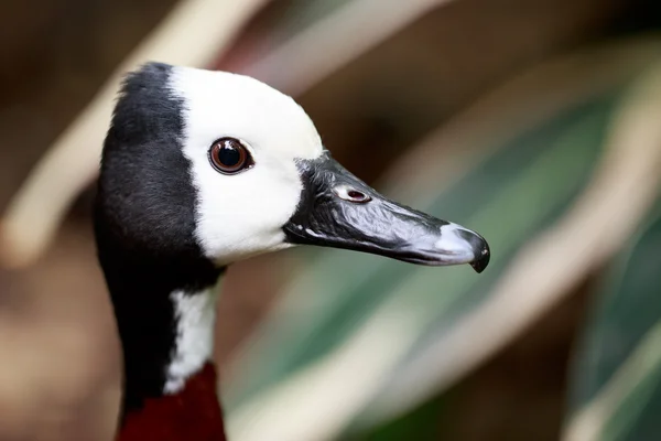 Pato assobiador de cara branca — Fotografia de Stock